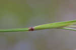 Nash's blue-eyed grass